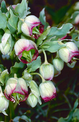 Marxívol ("Helleborus foetidus")