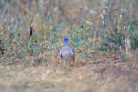 Tudó ("Columba palumbus")