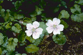 Agulletes ("Erodium malacoides")