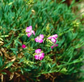 Clavell ("Dianthus rupicola")