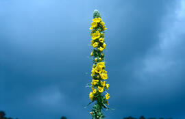 Fulla borruda ("Verbascum thapsus L.")