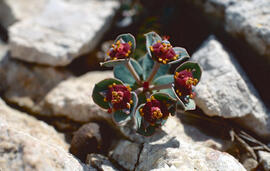 Floreta de pastor ("Euphorbia rigida")