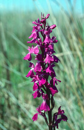 Orquídia ("Orchis palustris")
