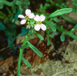 Rave de mar ("Cakile maritima")