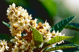Nisprer ("Eriobotrya japonica")