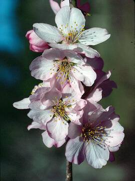 Flor d'ametller ("Prunus dulcis")