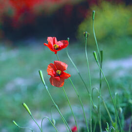 Rosella ("Papaver dubium")
