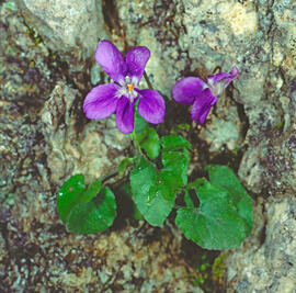"Viola hirta"