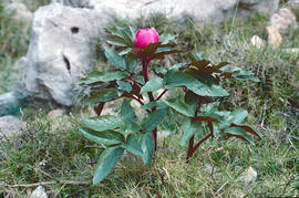 Peònia ("Paeonia mascula")