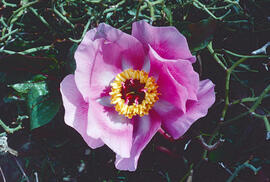 Peònia ("Paeonia mascula")