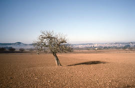 Figuera solitària