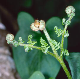 Falguera ("Pteridium aquilinum")