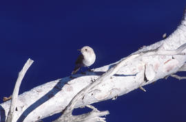 Picamosques ("Muscicapa striata")