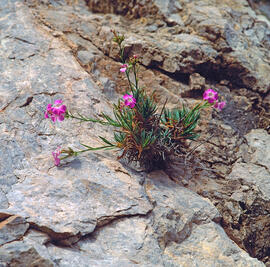 Clavell ("Dianthus rupicola")