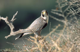 Falcó ("Falco peregrinus")