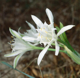 Lliri de mar ("Pancratium maritimum")
