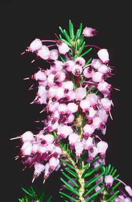 Bruc d'hivern ("Erica multiflora")