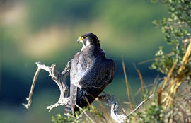 Falcó ("Falco peregrinus")