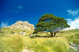 Serra de Tramuntana. Penyes Roges. Puig Roig