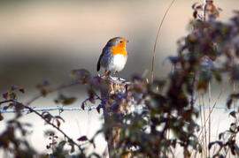 Rupit ("Erithacus rubecula")