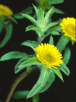 Gravit ("Pallenis spinosa")