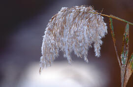 PENDENT D'IDENTIFICAR