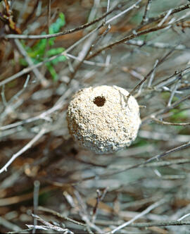PENDENT D'IDENTIFICAR