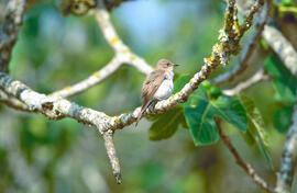 Picamosques ("Muscicapa striata")