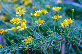 Salsona ("Limbarda crithmoides")