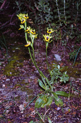 Abellera groga ("Ophrys lutea")