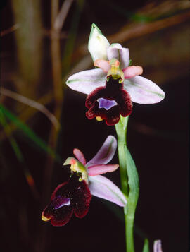 Orquídia ("Ophrys balearica")