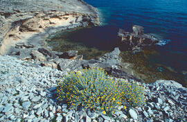 Camamilla groga ("Santolina chamaecyparissus")
