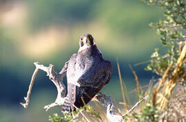 Falcó ("Falco peregrinus")
