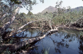 Canyissar a l'Albufera