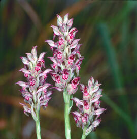 "Anacamptis coriophora"