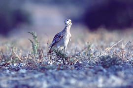 Sebel·lí ("Burhinus oedicnemus")