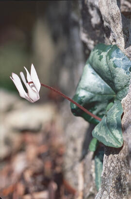 Engreixaporcs ("Cyclamen balearicum")