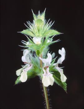 Alfabregueta ("Stachys ocymastrum")