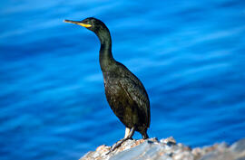 Corb marí ("Phalacrocorax aristotelis")