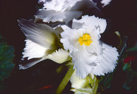 Lliri de mar ("Pancratium maritimum")