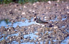 Jua ("Vanellus vanellus")