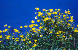 Botons d'or ("Ranunculus weyleri")