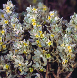 Pala marina ("Thymelaea velutina")