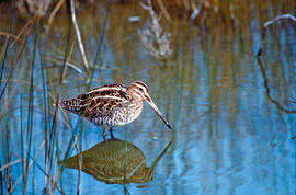 Cegall ("Gallinago gallinago")