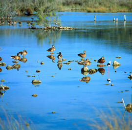 Grup de collblaus ("Anas platyrhynchos")