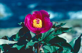 Peònia ("Paeonia mascula")