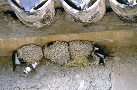 Niu d'oronella ("Hirundo rustica")