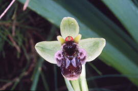 Orquídia abella ("Ophrys apifera")