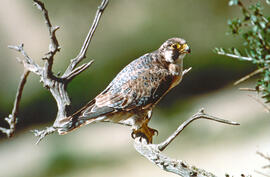 Falcó ("Falco peregrinus")