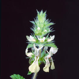 Espinadella ("Stachys ocymastrum")